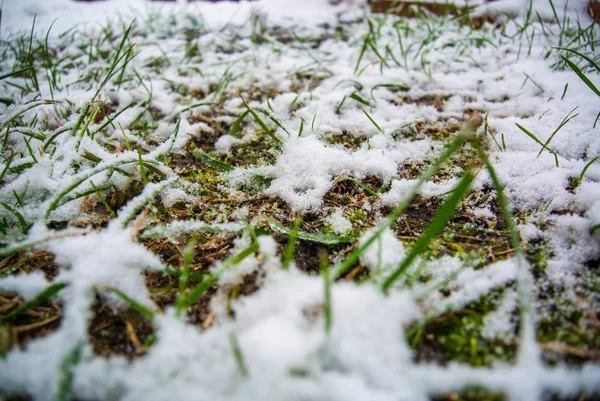 Fresh Green Grass Covered First Snow — Stock fotografie