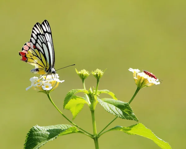 Jezabel Mariposa con insecto de algodón — Foto de Stock