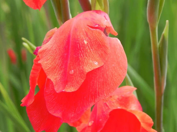 Close up high angle view full frame detail of orange flower petals — Stock Photo, Image