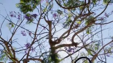 Dalların arasından geçen güneş