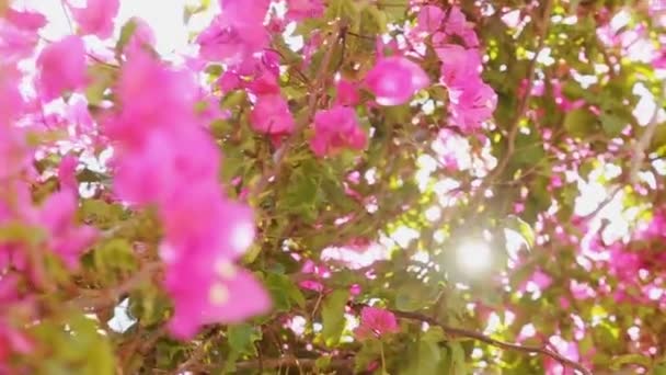 태양의 분홍빛 꽃들 — 비디오