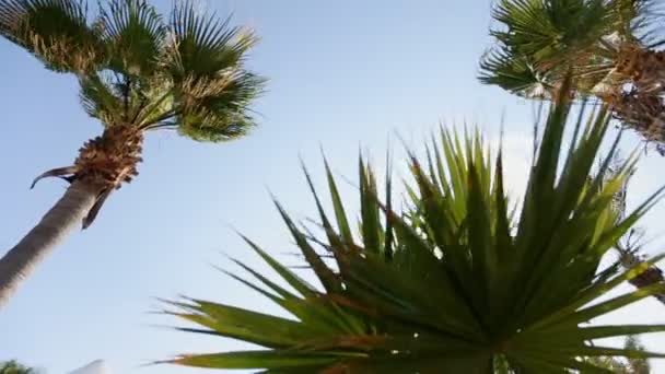 Palmera contra el cielo y la tienda de bodas — Vídeo de stock