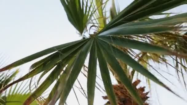 Palmboom tegen de hemel — Stockvideo