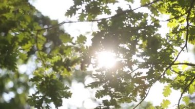 Güneş parlar ağaç yaprakları ile