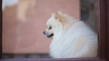 Penceredeki küçük tüylü köpek