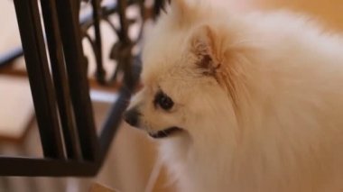 küçük tüylü mutlu sevimli köpek