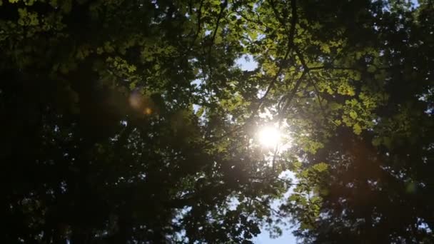 Sol brilha através de folhas de árvore — Vídeo de Stock