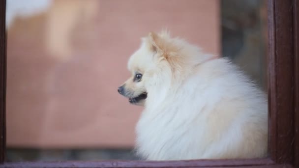 Liten fluffig hund i fönstret — Stockvideo