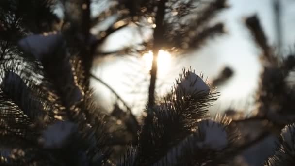 Солнечные лучи, елочные ветви с крупным планом снега — стоковое видео