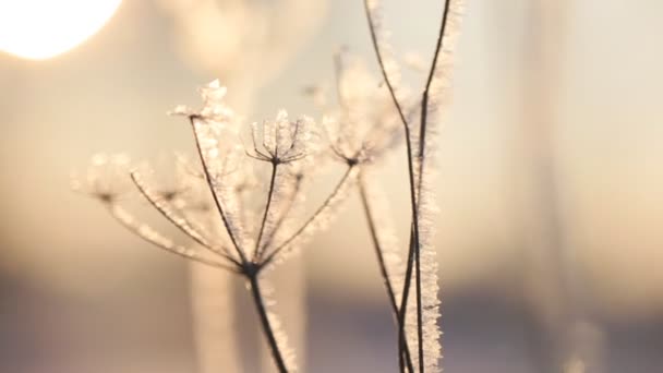 Появляется иней, растения в зимний мороз — стоковое видео