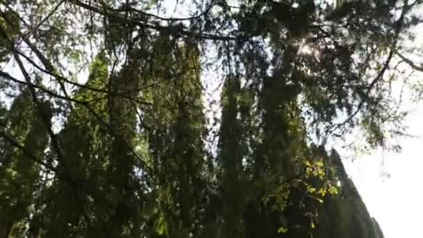 Sole splende attraverso le foglie degli alberi — Video Stock