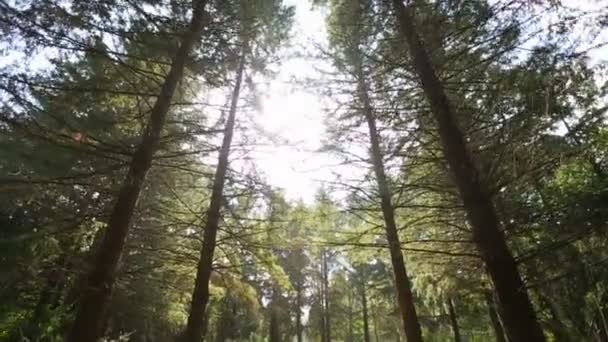 Sole splende attraverso le foglie degli alberi — Video Stock