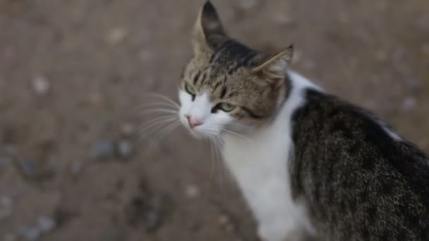 Милий кіт дивиться повз камеру, м'який фокус — стокове відео