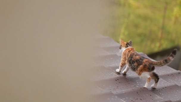 子猫は、タイの寺院の屋根の上を歩きます。スローモーション — ストック動画