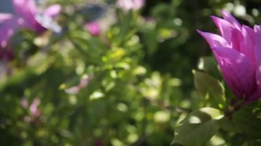 Beyaz mor lily çiçekler Timelapse kadar kapatın