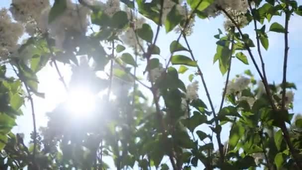 O sol brilha através das árvores — Vídeo de Stock