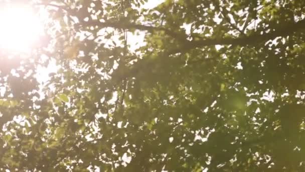 Sonne scheint durch die Blätter der Bäume — Stockvideo