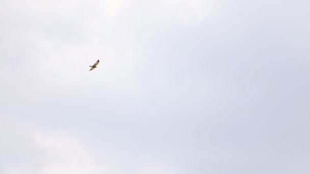 El pájaro que vuela en el cielo . — Vídeos de Stock