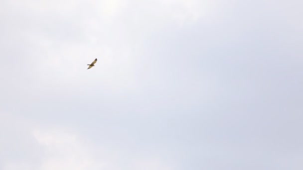 L'oiseau flottant dans le ciel .