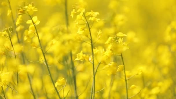 Pola żółte kwiaty. Natura. — Wideo stockowe