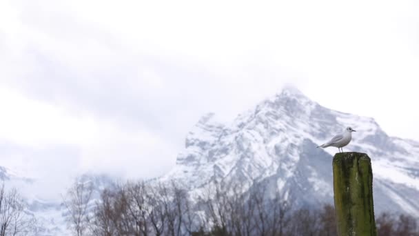 Mouette debout sur un poteau, regardant autour, faisant soudainement du bruit de squawking — Video