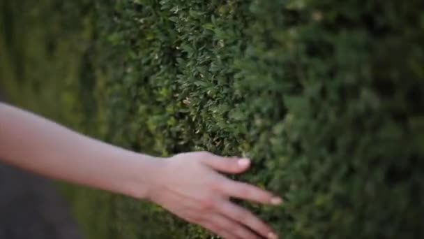 Mulher move as mãos perto do arbusto em câmera lenta — Vídeo de Stock