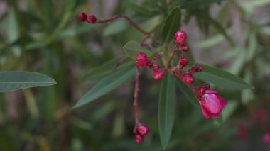 güzel pembe çiçekler