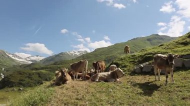 Dağlar, birçok inekler yakın çekim