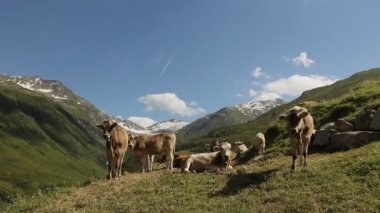 Dağlar, birçok inekler yakın çekim