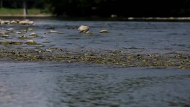 Wasser fließt in den Fluss — Stockvideo