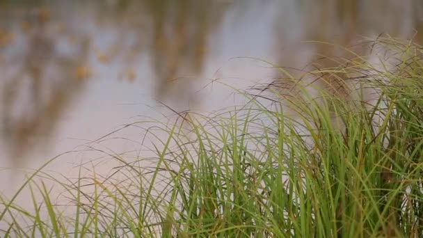 Grönt gräs mot en bakgrund av vatten — Stockvideo