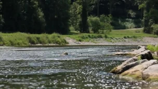 Wasser fließt in den Fluss — Stockvideo