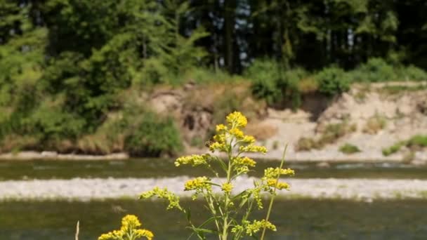 Żółte kwiaty na tle rzeki — Wideo stockowe