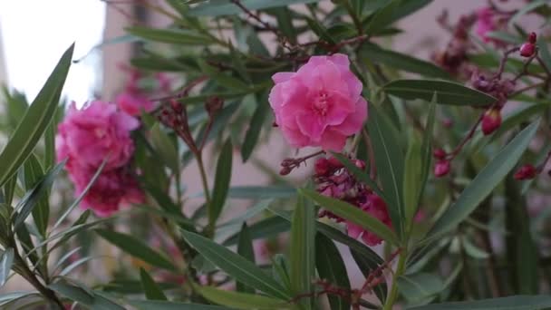 Mooie roze bloemen — Stockvideo