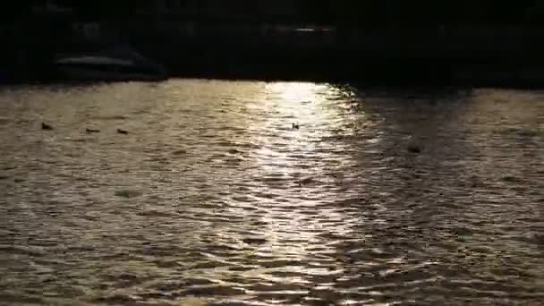 Eend op de achtergrond van de zon bruisend water — Stockvideo