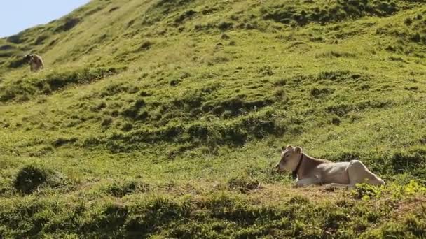 Schöne Kuh in den Bergen — Stockvideo