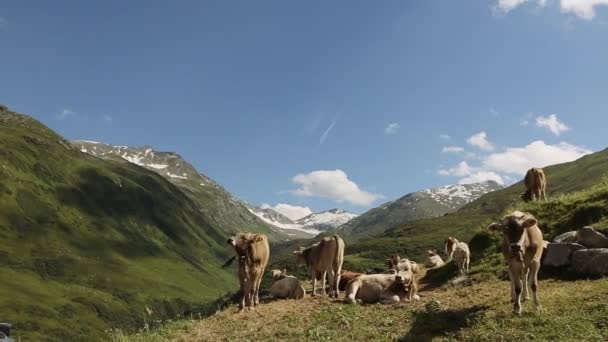 Vaca hermosa en las montañas — Vídeo de stock