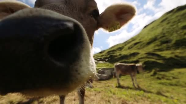 Belle vache sent la caméra 