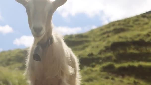 La capra si avvicina alla telecamera. — Video Stock