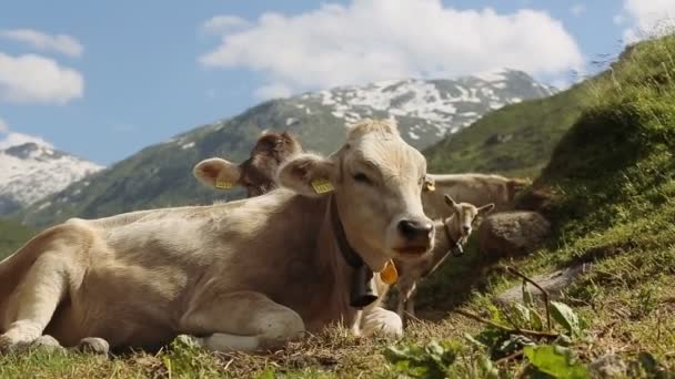 Muchas vacas se están comiendo la hierba. — Vídeo de stock