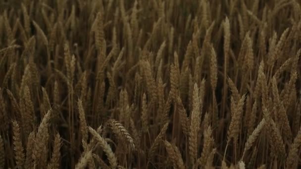 Campo de trigo al atardecer — Vídeo de stock