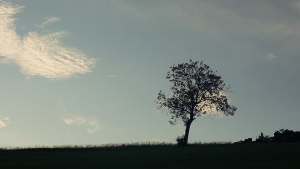 Sillhouete avec grand arbre magnifique — Video