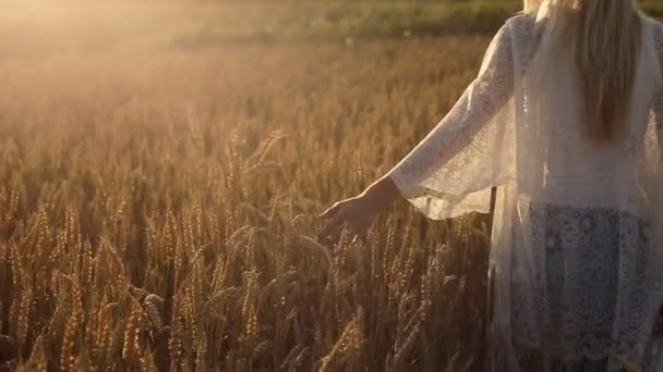 Uma menina mais jovem bonito caminha através de um campo de trigo amarelo dourado — Vídeo de Stock