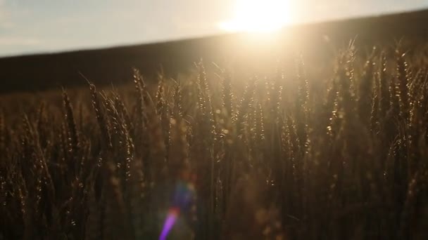 Trigo ao pôr-do-sol. Belos picos de trigo contra o sol poente — Vídeo de Stock