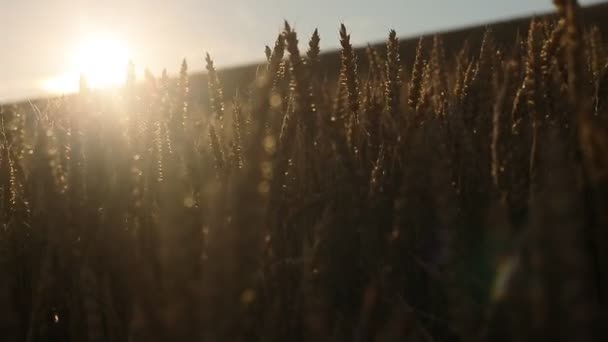 La puesta de sol en el campo de trigo — Vídeo de stock