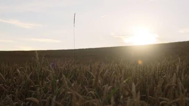 Trigo ao pôr-do-sol. Belos picos de trigo contra o sol poente — Vídeo de Stock