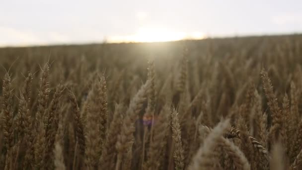 AERIAL: Політ над пшеничним полем під час заходу сонця — стокове відео