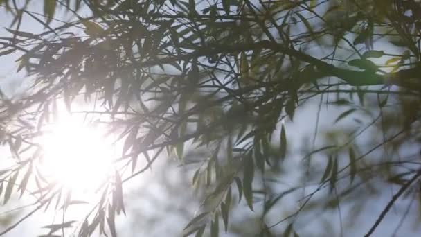 Luz do sol através de folhas em Lviv — Vídeo de Stock