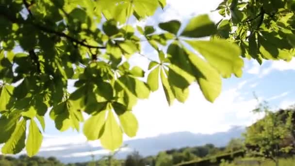 Hermosa puesta de sol fuera de foco. sol brillo thorugh el soplar en viento árbol hojas — Vídeos de Stock