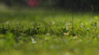 Çimenlere yağmur yağıyor.